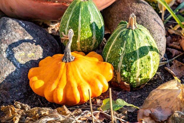 Citrouilles et melons sur des pierres et de l'herbe