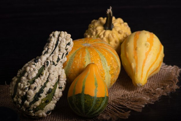 Citrouilles miniatures de différentes couleurs et aspects avec fond noir et décoration