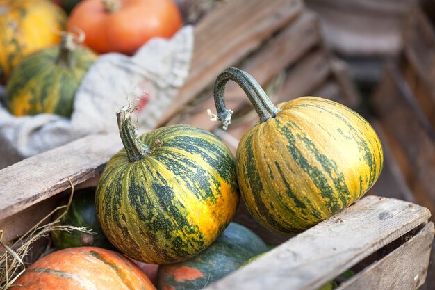 Photo les citrouilles multicolores gisant sur une paille avec une boîte en bois