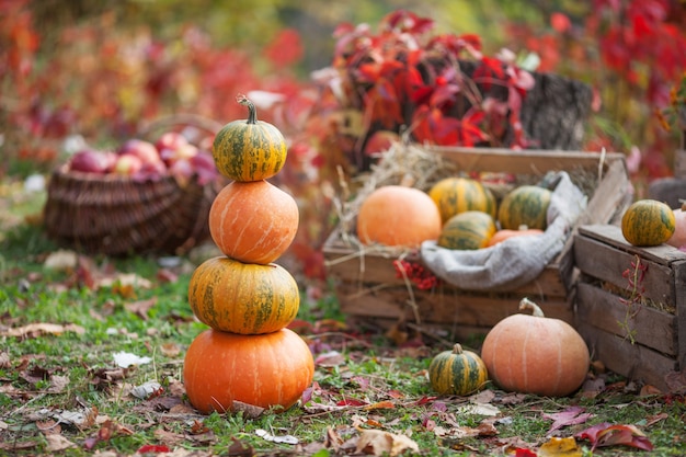 Citrouilles multicolores gisant sur une paille avec une boîte en bois