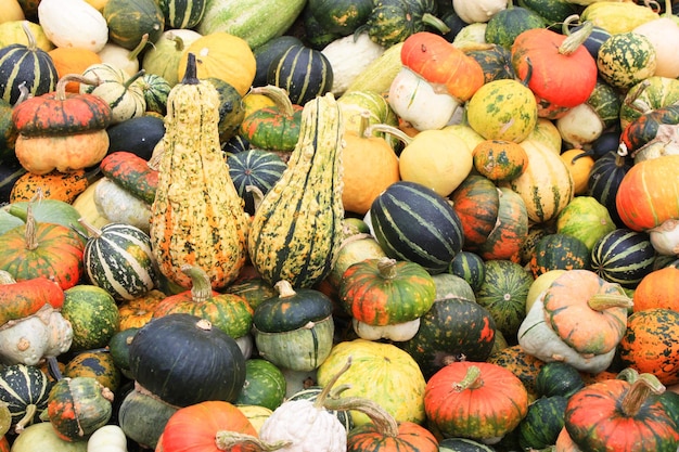 Citrouilles multicolores