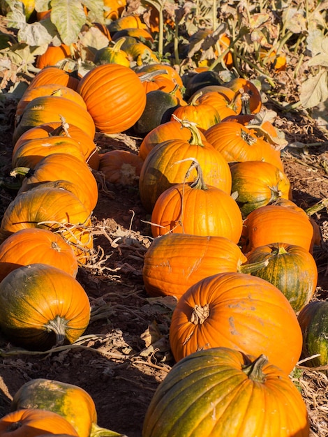 Citrouilles mûres au champ de pompage.