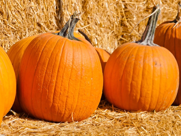 Citrouilles mûres au champ de pompage.