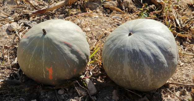 Citrouilles mûres biologiques au moment de la récolte