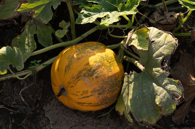 Citrouilles mûres orange dans le jardin Thanksgiving et concept de récolte d'automne