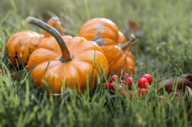 Citrouilles mûres orange sur fond d'herbe verte Automne beau pays