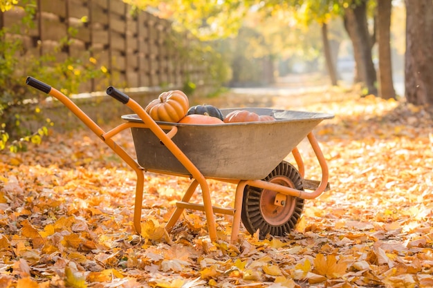 Citrouilles orange dans la brouette sur les feuilles d'érable automnales