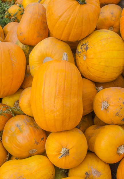 Citrouilles orange récoltées