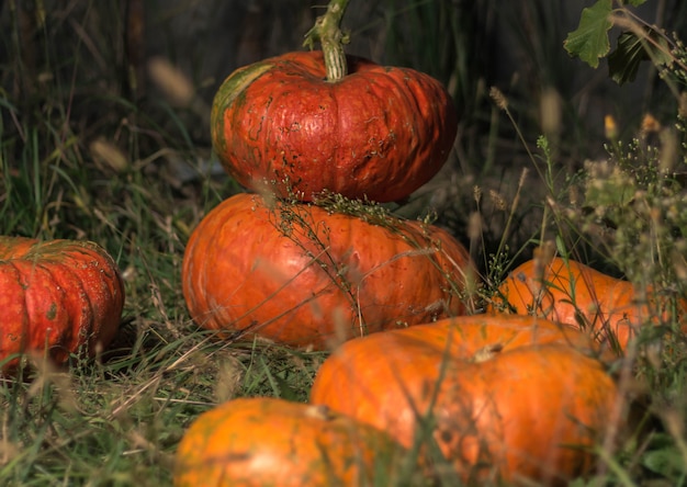 Des citrouilles orange s'allongent sur l'herbe