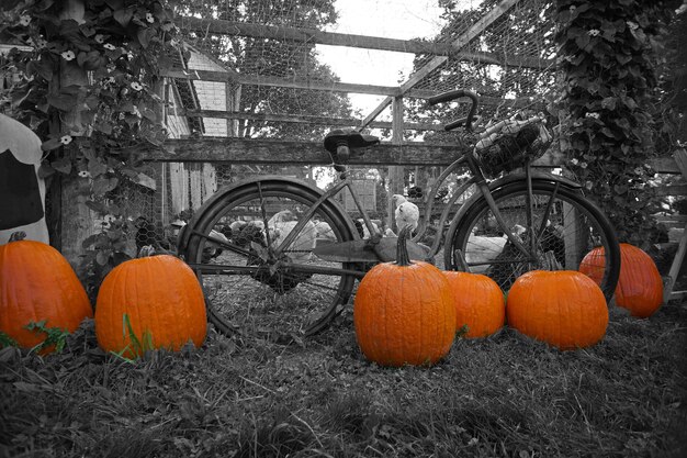 Photo des citrouilles orange et un vélo sur le champ.