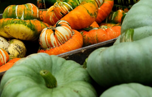 Citrouilles orange vert et jaune