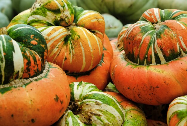 Citrouilles orange vert et jaune