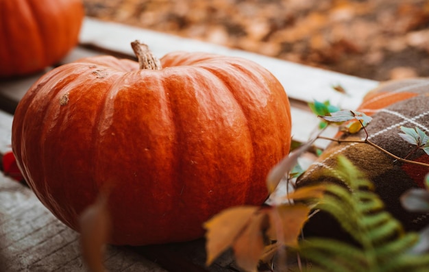 Citrouilles organiques multicolores à côté d'une vieille boîte en bois avec des feuilles et des fleurs colorées à l'intérieur