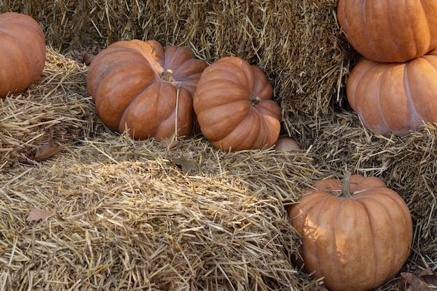 Les citrouilles se trouvent dans le foin, installation d'automne avant Halloween.