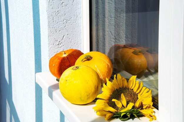 citrouilles et tournesol sur le rebord de la fenêtre au soleil