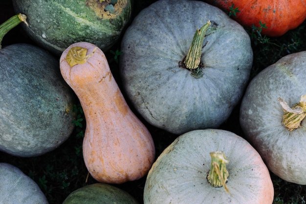 Citrouilles utiles multicolores de différentes formes et tailles