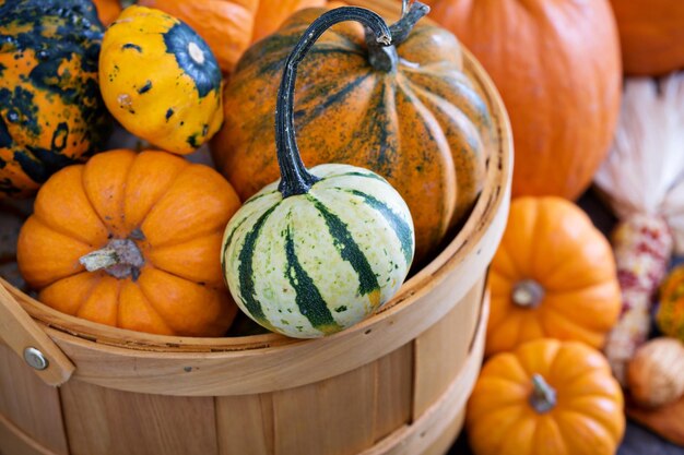 Citrouilles et variétés de courges