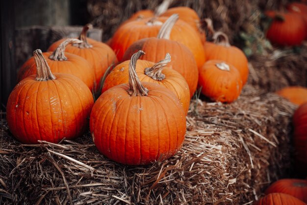 Citrouilles à vendre sur un marché en plein air en automne