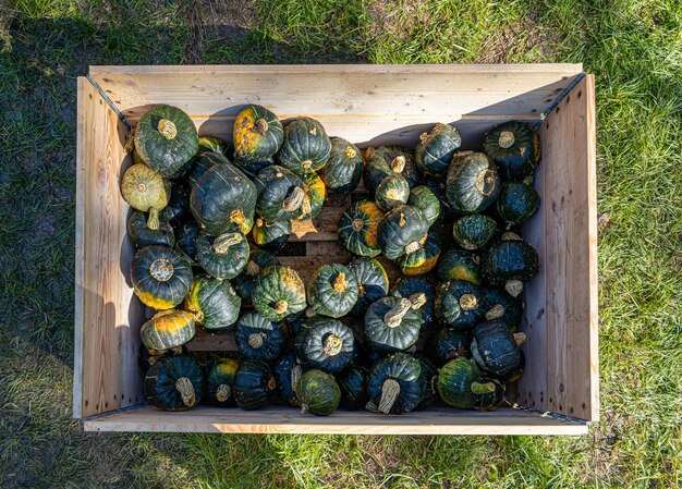 Des citrouilles vertes dans une boîte en bois.