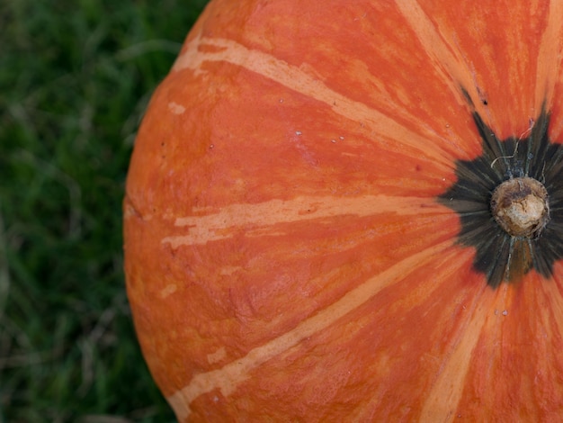 citrouilles