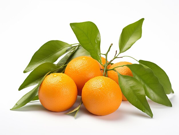 Citrus Harmony Fruits d'orange avec des branches et des feuilles vertes