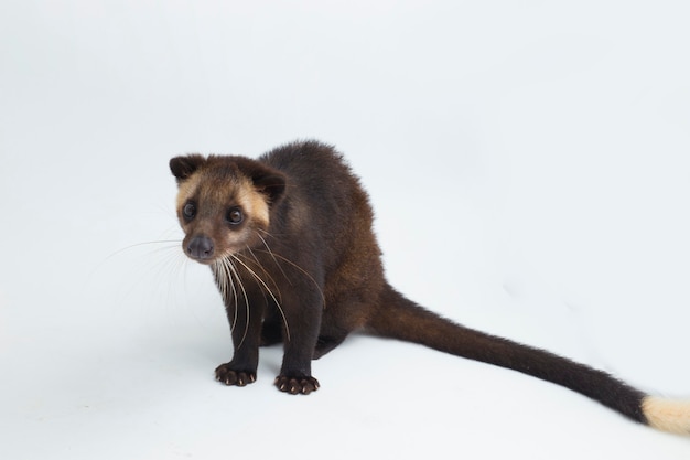 Photo civette de palmier masqué de sumatra paguma larvata leucomystax isolé sur fond blanc