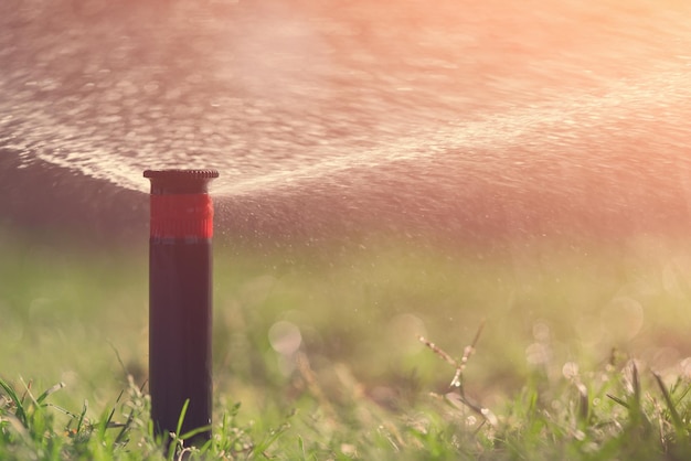 Éclaboussures d'eau d'un tuyau sur une pelouse verte