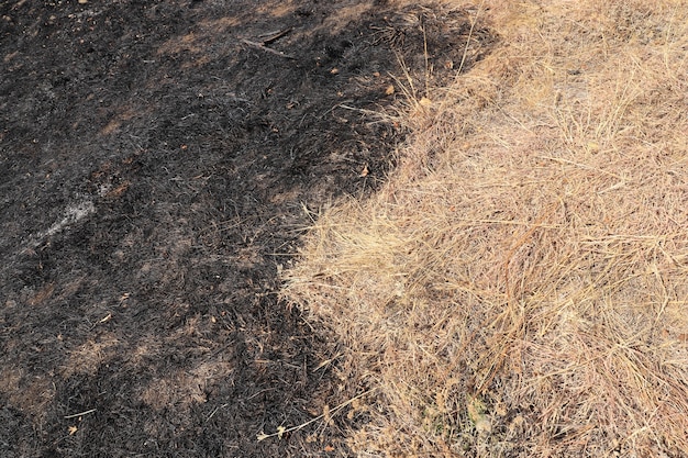 Clairière avec arbres brûlés et herbe prairie brûlée noire