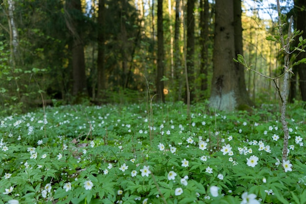 Une clairière aux fleurs blanches d'une anémone des bois en fleurs dans la forêt de printemps