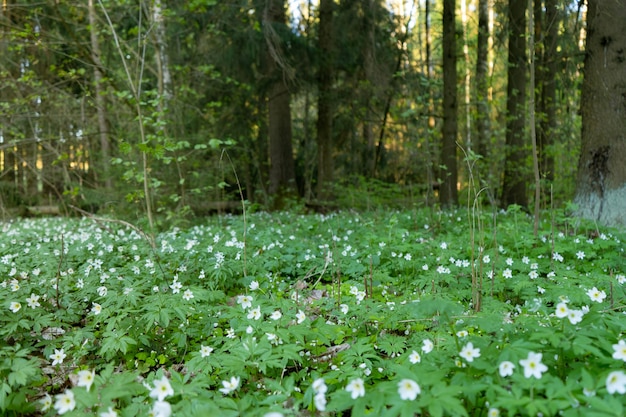 Une clairière aux fleurs blanches d'une anémone des bois en fleurs dans la forêt de printemps
