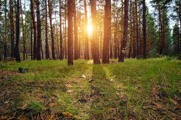 La clairière dans la forêt de pins est éclairée par les rayons du soleil au coucher du soleil.