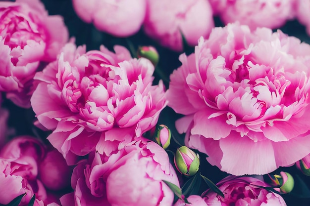 Clairière avec fleur de peon en fleurs roses au soleil au printemps