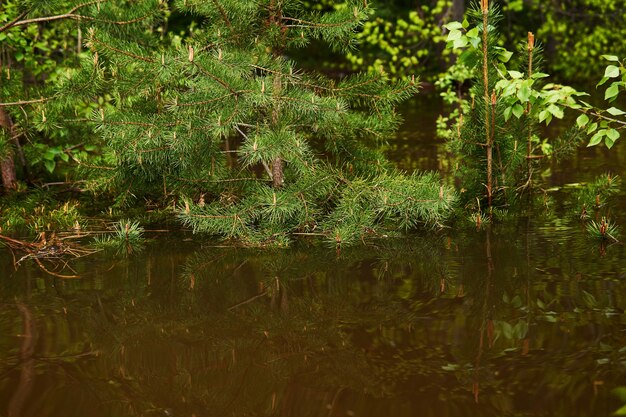 Clairière forestière inondée pendant les hautes eaux du printemps