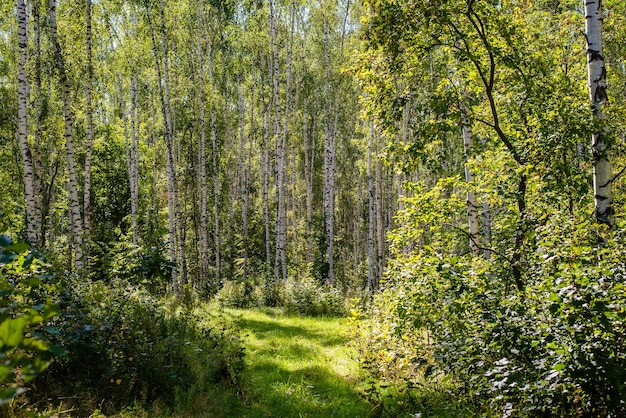 Clairière forestière par une journée ensoleillée