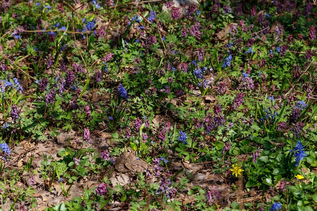 Clairière de la forêt avec les premières fleurs du printemps