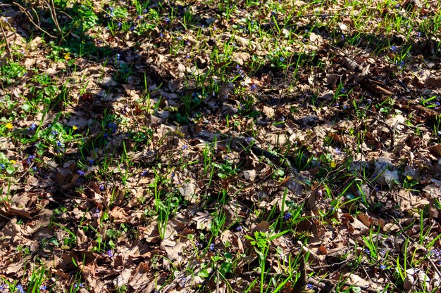 Clairière de la forêt avec les premières fleurs du printemps