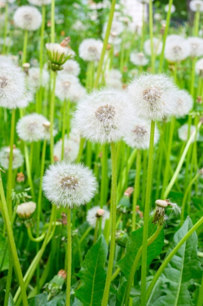 Clairière de pissenlits frais sur une journée de printemps ensoleillée Pissenlits en fleurs