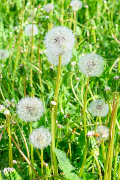 Clairière de pissenlits frais des prés lors d'une journée de printemps ensoleillée Excellent fond pour l'expression de l'humeur printanière Plante de pissenlit avec un bourgeon moelleux