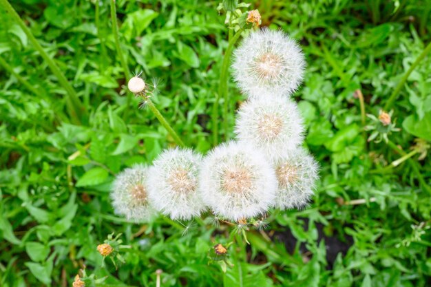 Clairière de pissenlits frais des prés lors d'une journée de printemps ensoleillée