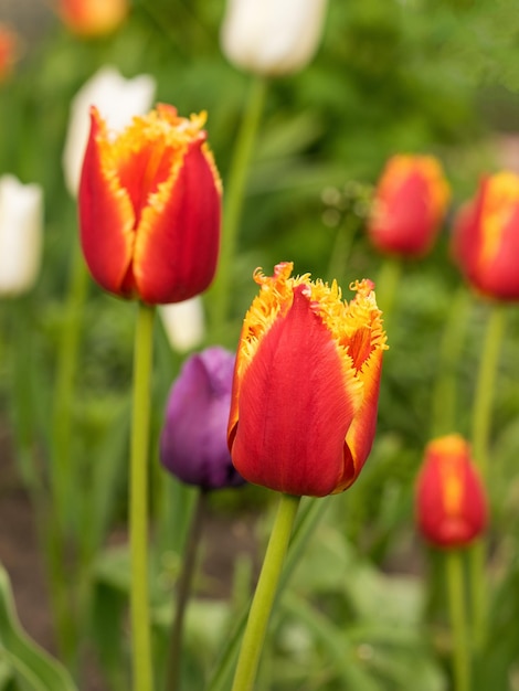 Une clairière de tulipes en fleurs dans le jardin de printemps