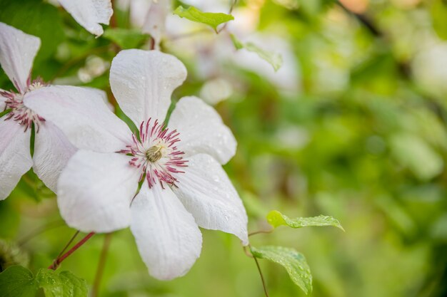 Clematis armandii. Clématite printanière parfumée à feuilles persistantes avec de belles fleurs blanches pâles. Arbuste de clématite en fleurs dans le jardin d'été. Espace de copie