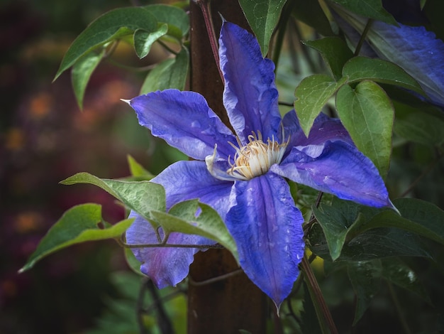 Clematis poussant dans un pré Lumière douce du matin