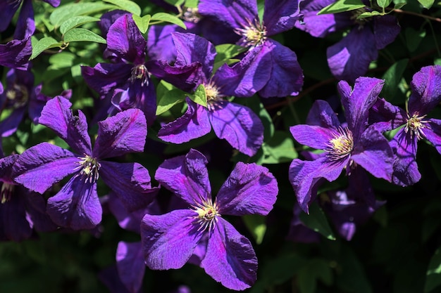 Clématite bleue ensoleillée avec une abondance de fleurs