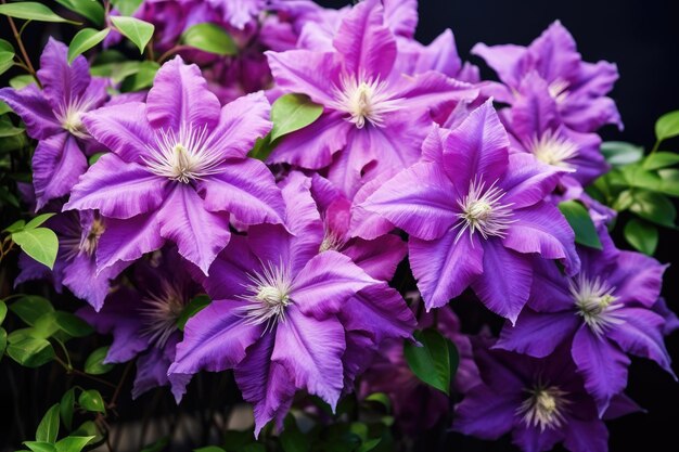 Clématite en fleurs dans le jardin