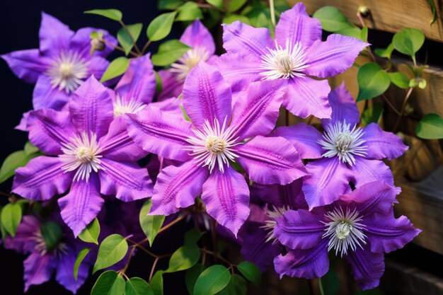 Clématite en fleurs dans le jardin