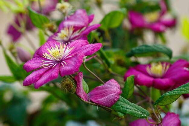 La clématite rose fleurit dans le jardin d'été