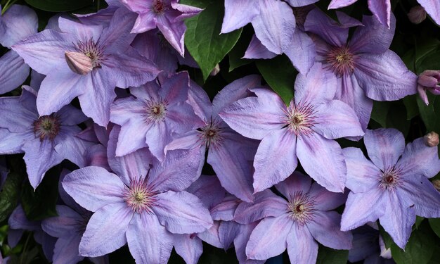 Clématite violette, fleur naturelle