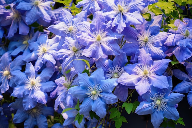 Les clématites en fleurs dans le jardin