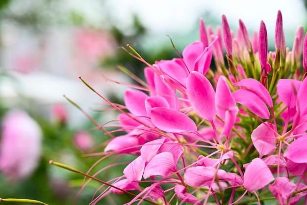 Cleome spinosa dans le jardin