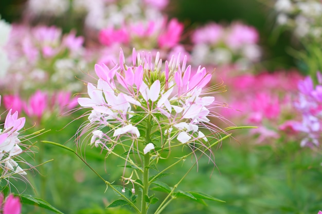 Cleome spinosa ou fleur d&#39;araignée dans le jardin